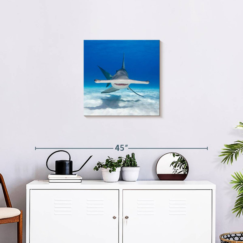 Albern Hammerhead Shark Swimming, 20" H x 20" W