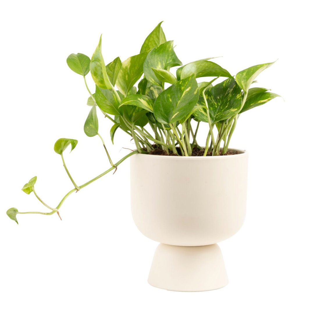 Costa Farms Indoor Devil's Ivy Golden Pothos House Plant in 6-inch Décor Pot Costa Farms