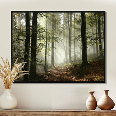 Lumière dans une forêt d'automne dense avec brouillard, œuvre d'art