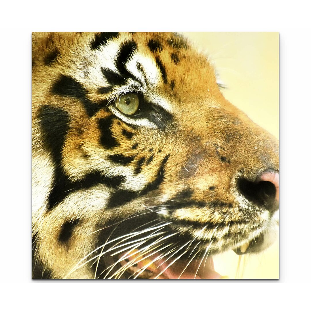 Leinwandbild Tiger - Portrait