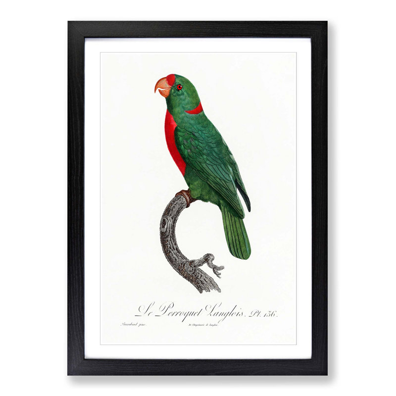 Red-Fronted Parrot by F. Levaillant - Picture Frame Painting Print, Black Framed, 36cm H x 27cm W x 2cm D