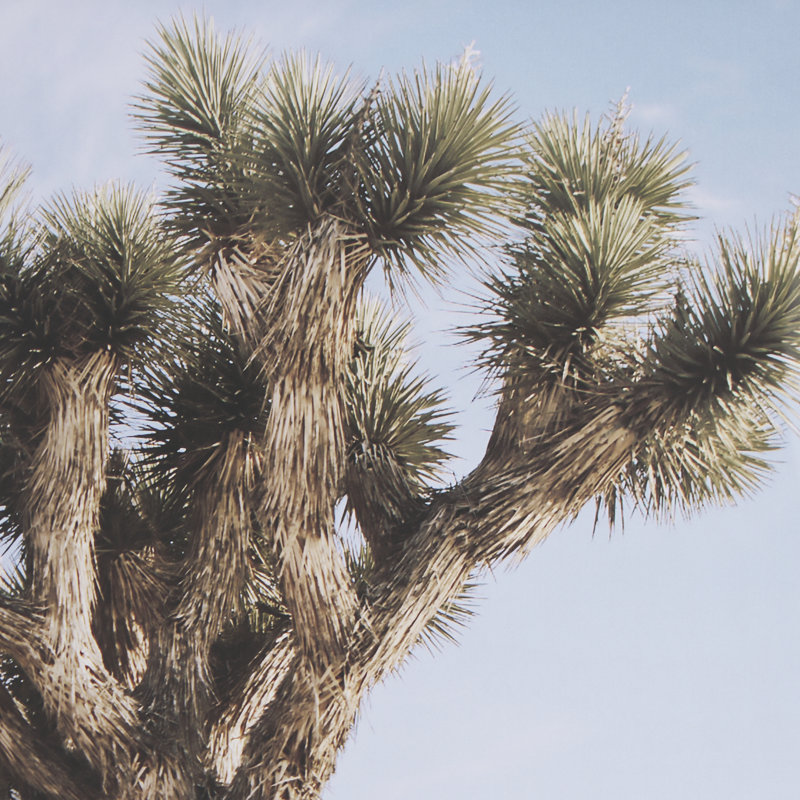 Joshua Tree 3 by THE Studio a Framed Art Print Matted under Glass