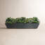 Succulents Mix In Long Pot