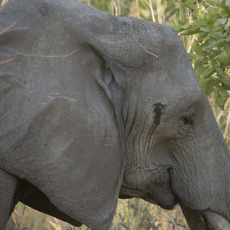 Female Elephant - Zabia by Scott Bennion - Wrapped Canvas Print, 30cm H x 30cm W