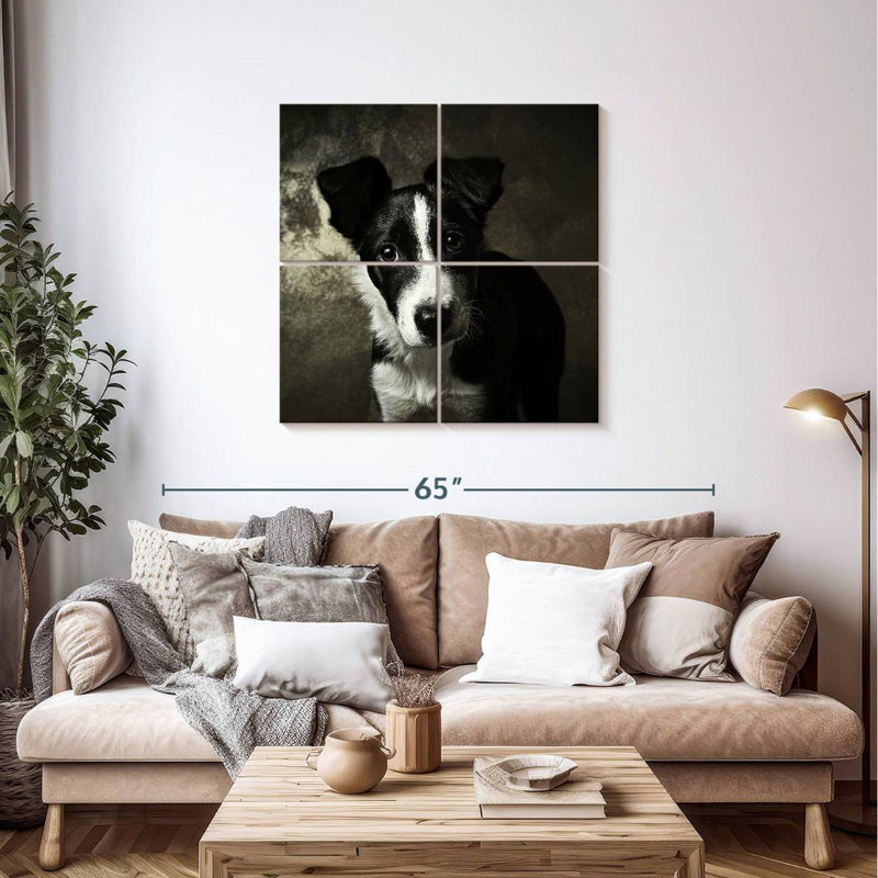 Chiot Border Collie, H 38 po x l 38 po