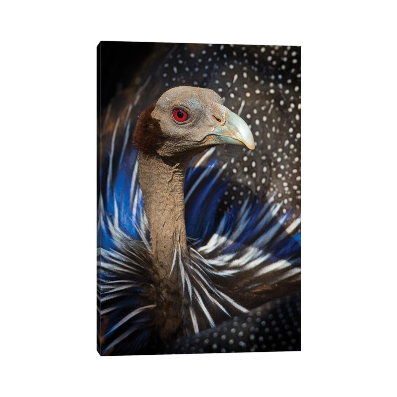 Vulturine Guineafowl Kenya - Wrapped Canvas Print, 20.32 cm H x 30.48 cm W