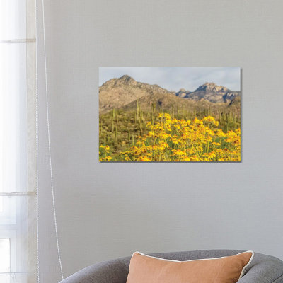 USA, Arizona, Sabino Canyon. Brittlebush Blossoms And Catalina Mountains. by Jaynes Gallery - Wrapped Canvas Print