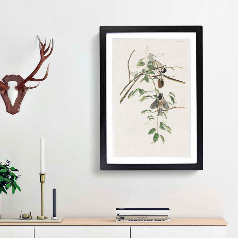 Carolina Titmouse Birds by John Audubon - Picture Frame Painting Print, 65cm H x 48cm W x 2cm D, Black Framed