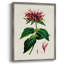 AntiqueFloralFolioI, reproduction encadrée - bois massif-1894796399
