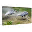 White Naped Cranes by Chris Vest - Wrapped Canvas Print-846654338