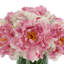 Faux Peony Arrangement in a Glass Vase-714086743