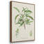 "Antique Ammond Botanical I", reproduction sur toile 3 pièces-91887859-91887855