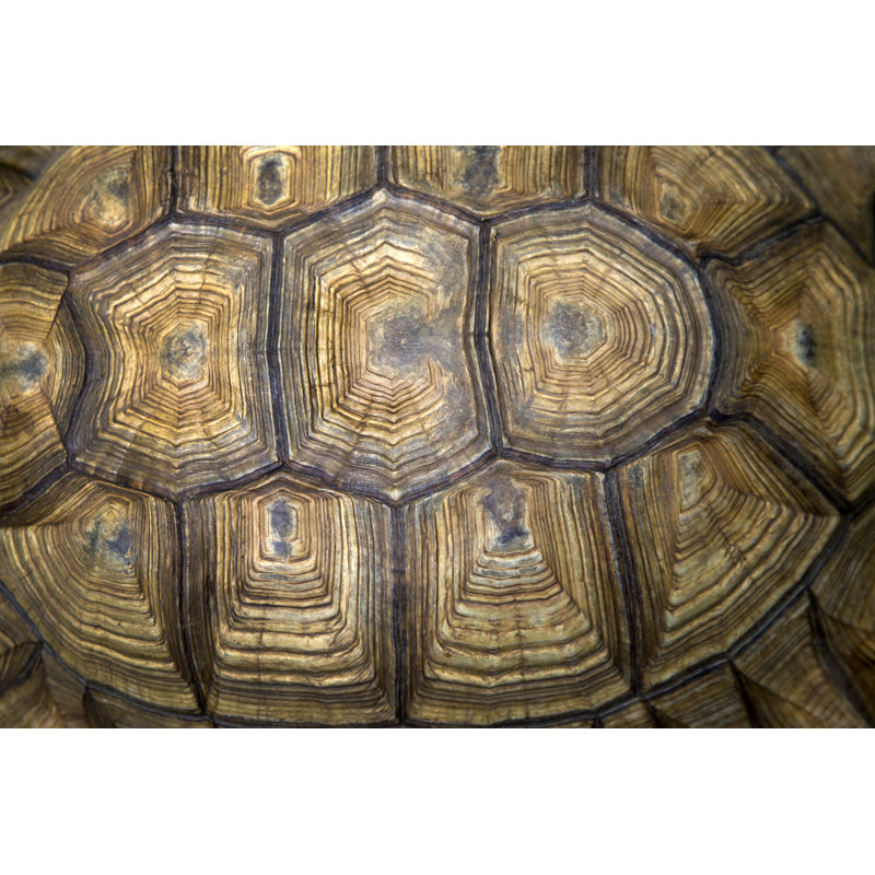 Back Of The Turtle by Suthat_Chaitaweesap - Wrapped Canvas Print, 81cm H x 122cm W