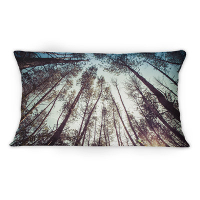 Coussin High Forest Trees And Blue Sky