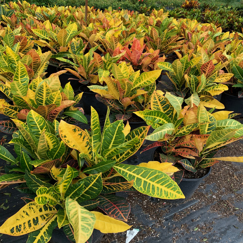 OnlinePlantCenter Live Foliage Plant in Pot