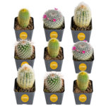 Costa Farms Indoor 9 Assorted Cactus House Plant in 2.5-inch Grow Pot