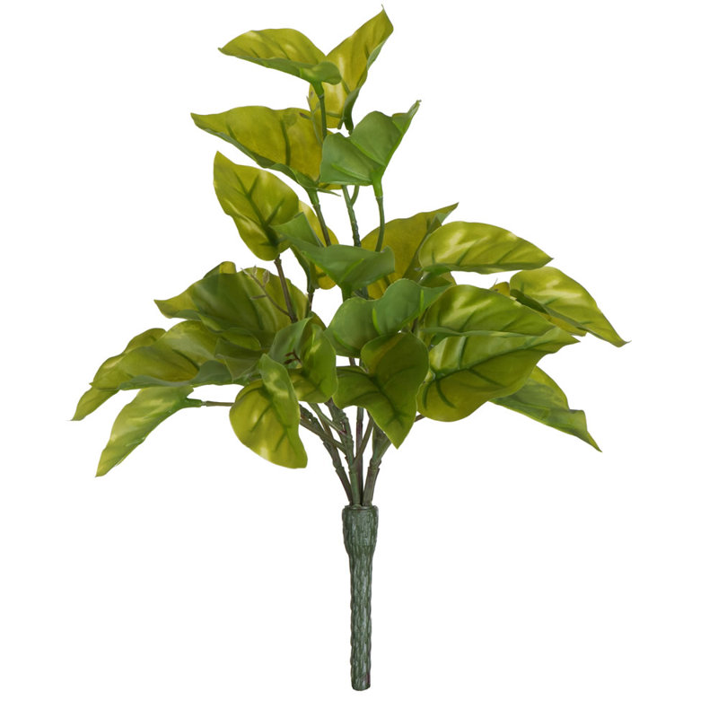 Feuille Leaf Pothos
