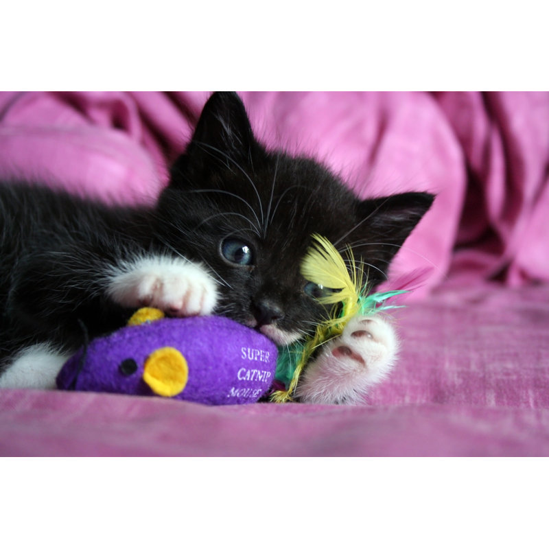 The Playing Kitten - Wrapped Canvas Print, 30cm H x 46cm W