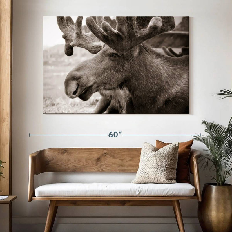 Brampt Moose Head, 34" H x 51" W