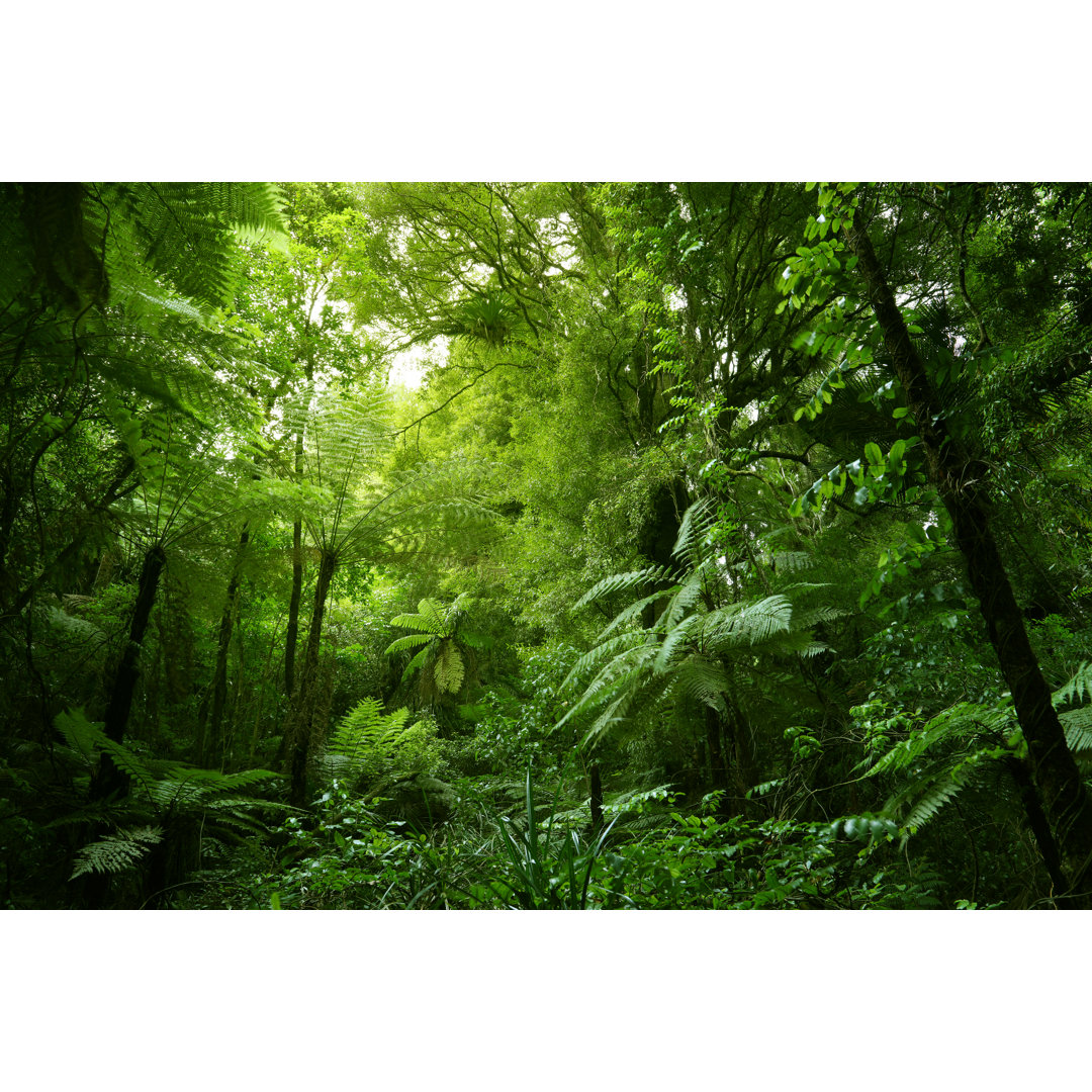 Leinwandbild Tree Ferns in Jungle