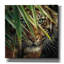 «Tiger Eyes» par Collin Bogle, art mural sur toile-451315237