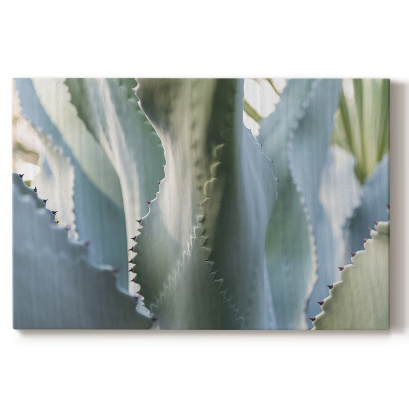 Agave bleue II - Cavas enveloppés de galerie, 32 x 48