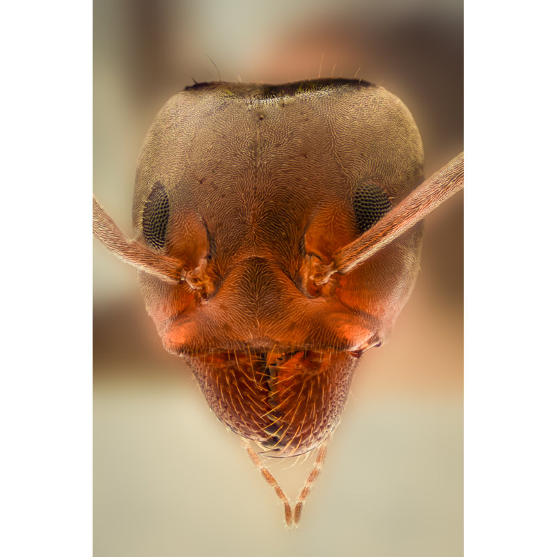 Fiskdale Ant Head - Wrapped Canvas Print, 91cm H x 61cm W x 3.8cm D