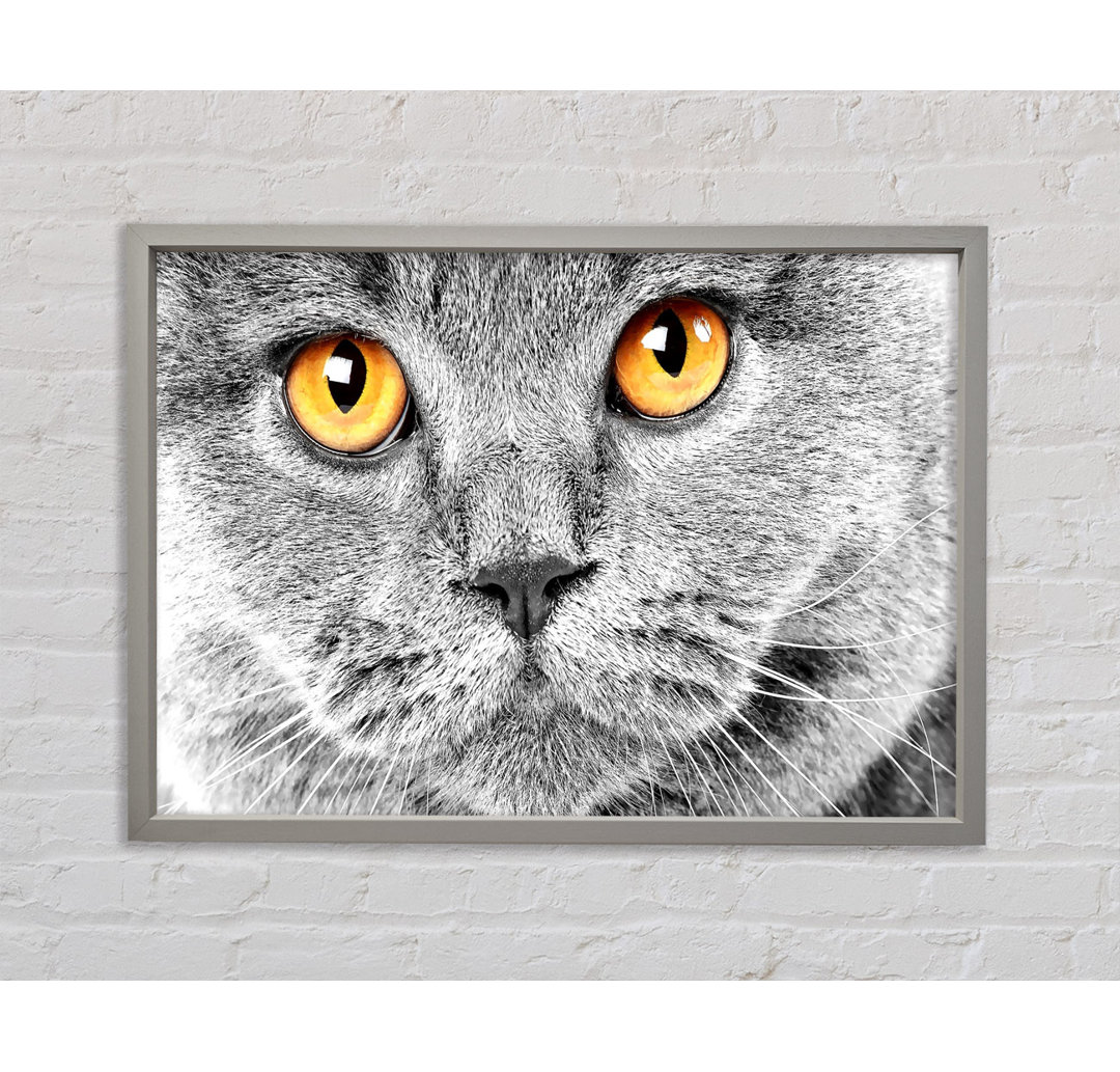 Serious Grey Cat - Einzelner Bilderrahmen Kunstdrucke auf Leinwand