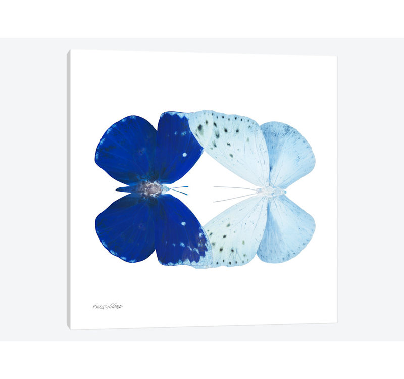 « miss papillon x-ray vii », impression sur toile, H 12 po x l 12 po x P 1,5 po, Toile tendue