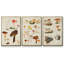 Champignon X-91887174-91887169