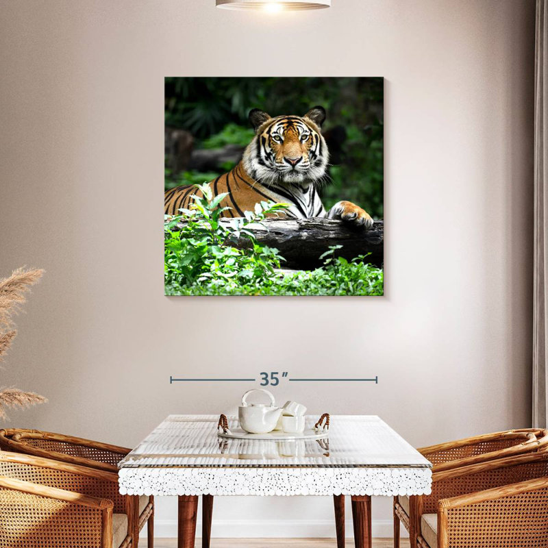 Brampt Resting Bengal Tiger
