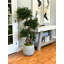 Boxwood Tree in Fiberstone Pot-2091172291