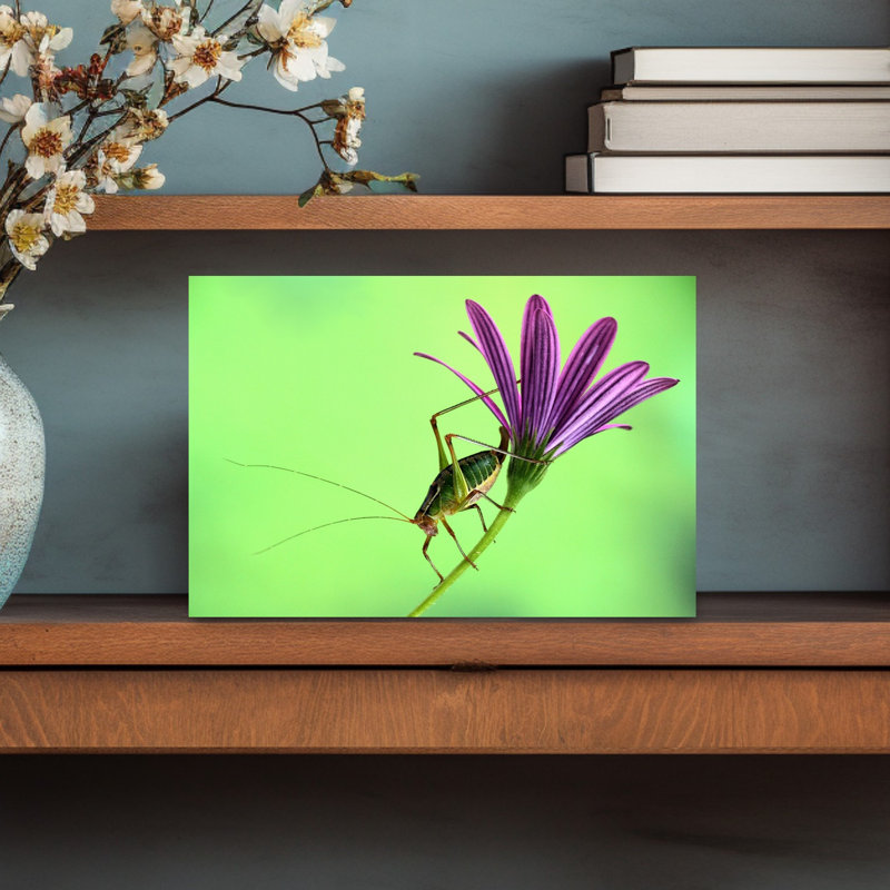 Grasshopper On Purple Bloom Delicate Peaceful Vibrant Grasshopper Flower Nature Wall Art Print 1 Piece Wrapped Canvas Wall Art