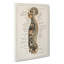 Anatomy Chart In German - Wrapped Canvas Print-55305680