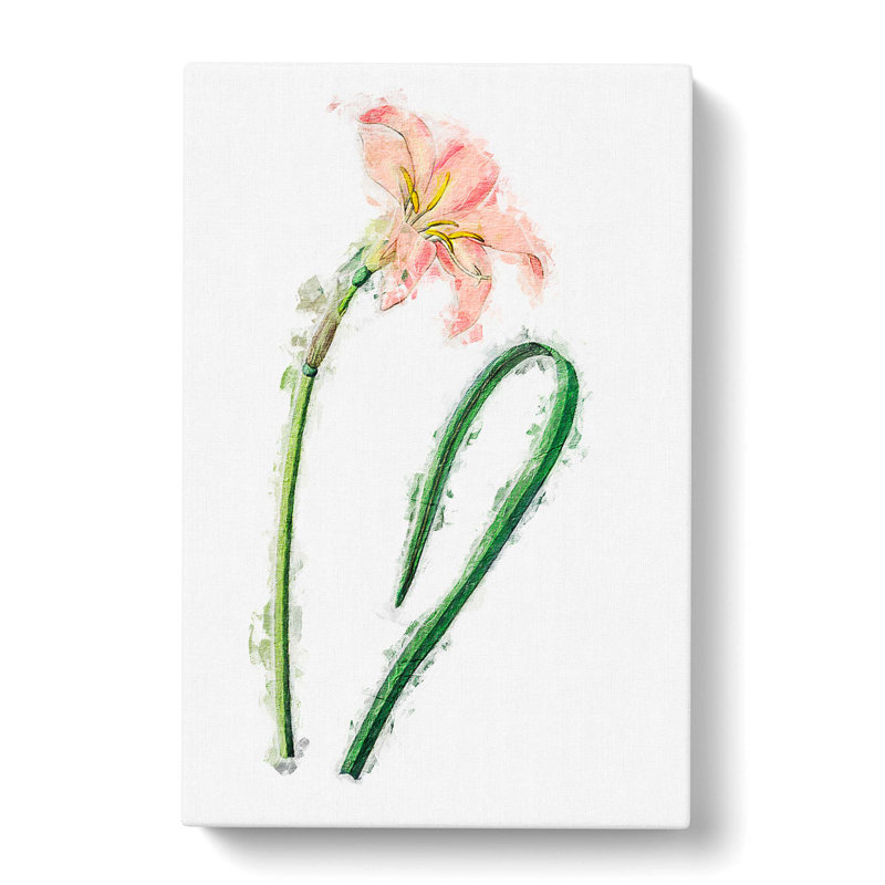 Pink Fairy Lily - Wrapped Canvas Painting, 60cm H x 40cm W x 3cm D