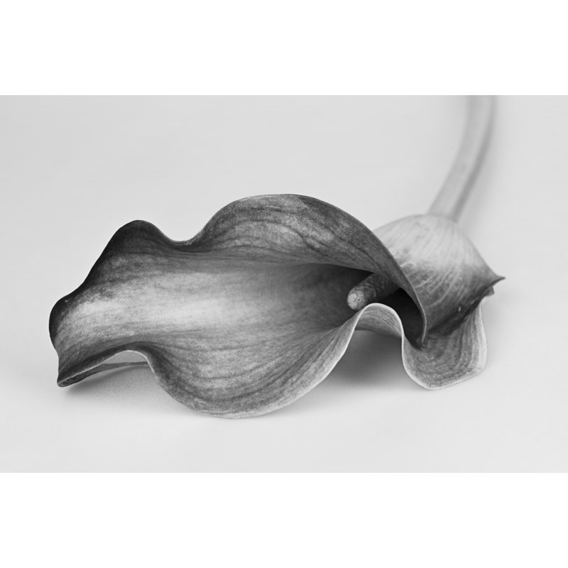 Wrapped Canvas Print, 50.8 cm H x 76.2 cm W