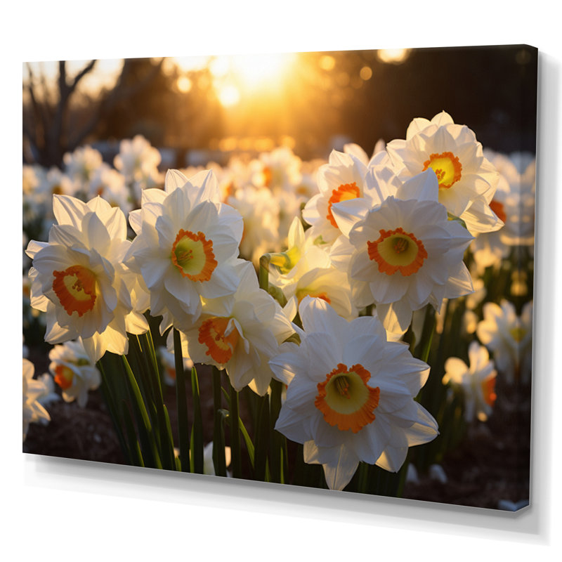 Daffodils Field Sunrise V - Art mural sur toile florale, H 30 po x l 40 po x P 1,5 po, Toile tendue
