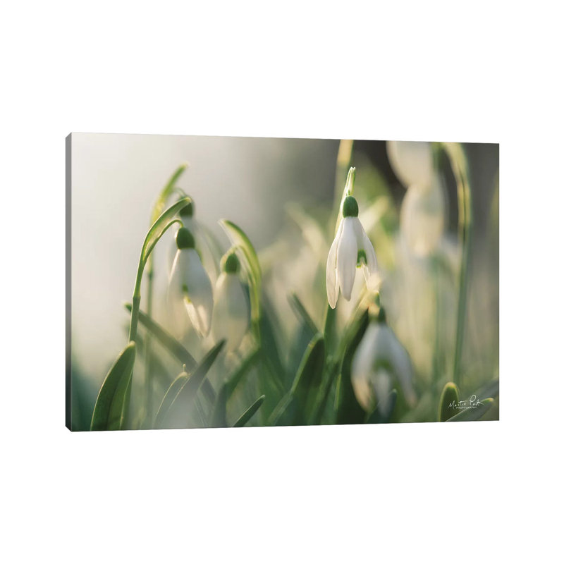 Snowdrops by Martin Podt - Wrapped Canvas Gallery-Wrapped Canvas Giclée, 101.6 cm H x 66.04 cm W