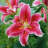Lilies Oriental Stargazer Bulb