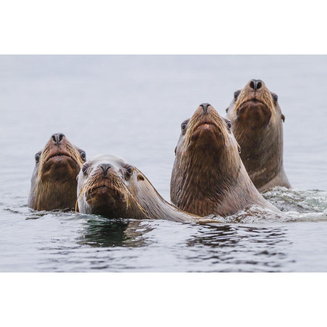 Seelöwen schwimmen im Pazifischen Ozean - Leinwandbild