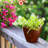 Plastic Self-Watering Planter For Indoor, Outdoor-1187099752