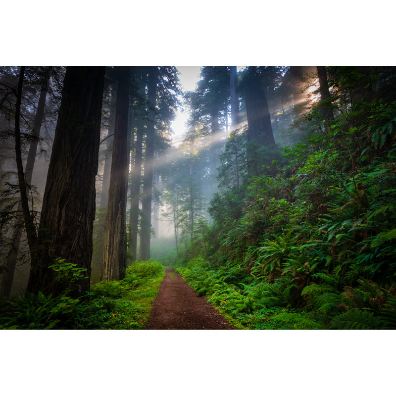 Redwood Forest - Photographie sur toile tendue, H 12 po x l 18 po