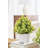 Baby's Breath In Pot-1697088367-1697088366