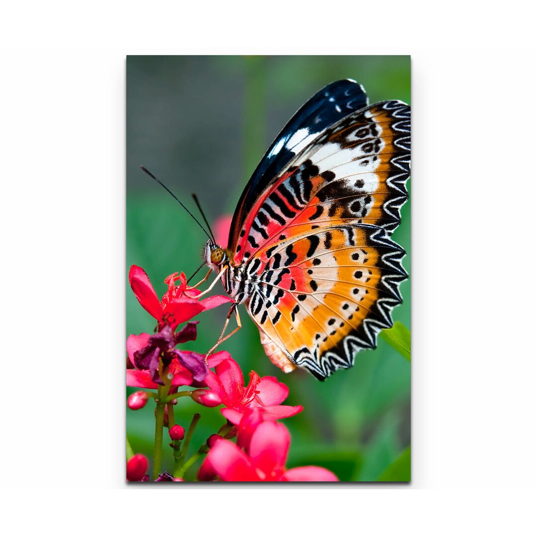 Leinwandbild Bunter Schmetterling auf Blüte