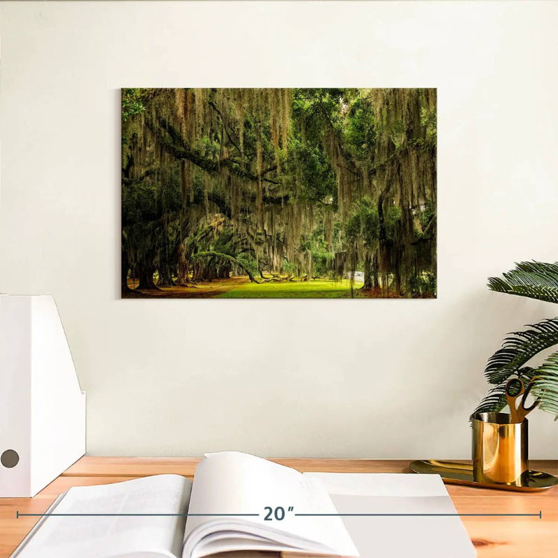 Sireci Spanish Moss, 8" H x 12" W
