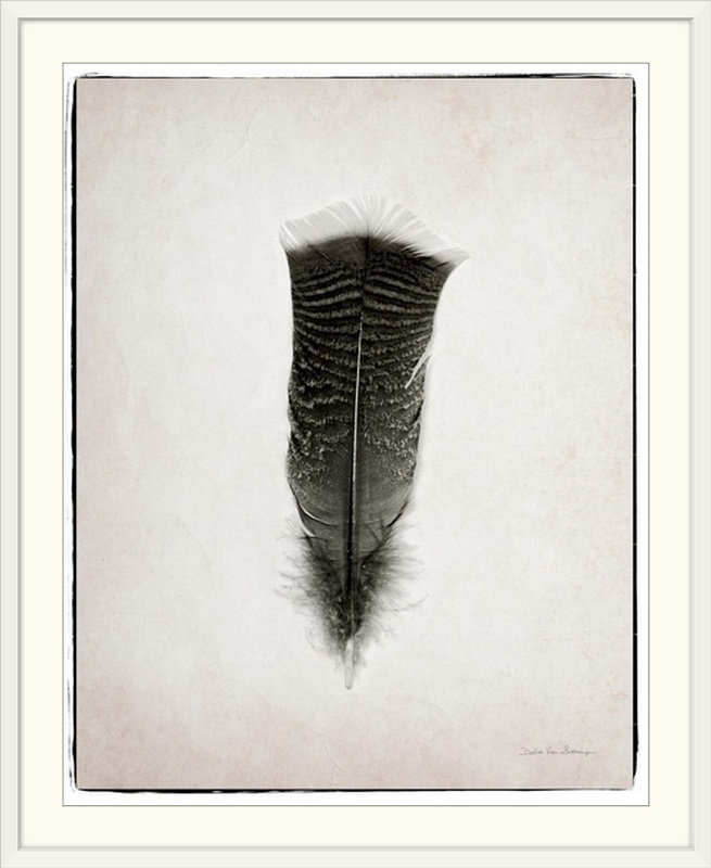 « plumes iii noir et blanc » par marie van swearingen, impression, H 32 po x l 27 po x P 1 po, Cadre blanc