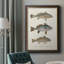 " Species Of Antique Fish III "-961370888-968837327