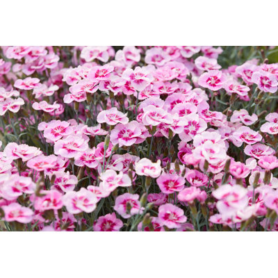" Pink Dianthus Flowers, Carnations " by Andreaastes
