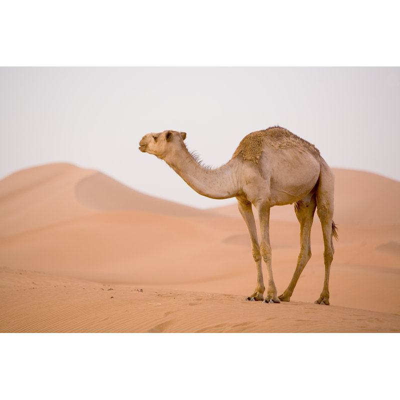 Camel In Sahara by Skafrica - Wrapped Canvas Print, 30cm H x 46cm W