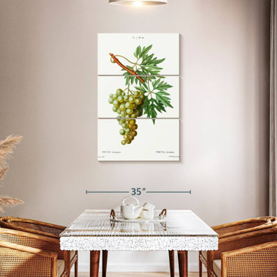 Yarlin Grape Vine - Vitis Laciniata